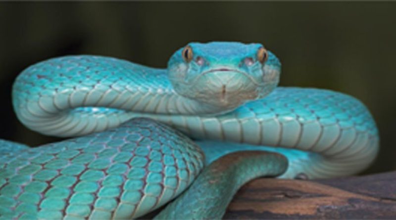 Giải mã giấc mơ thấy rắn đánh số gì? Điềm báo tâm linh cực chuẩn