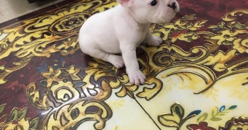 Giải Mã Giấc Mơ Gặp Chó