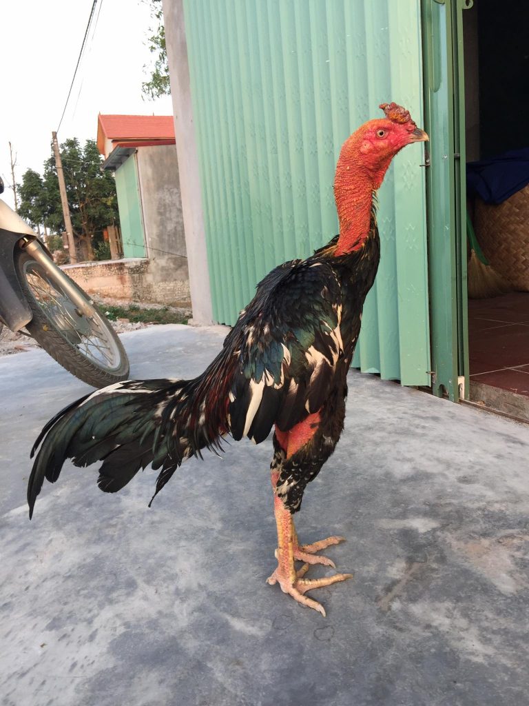 giai ma giac mo thay ga trong giai ma giac mo thay ga trong