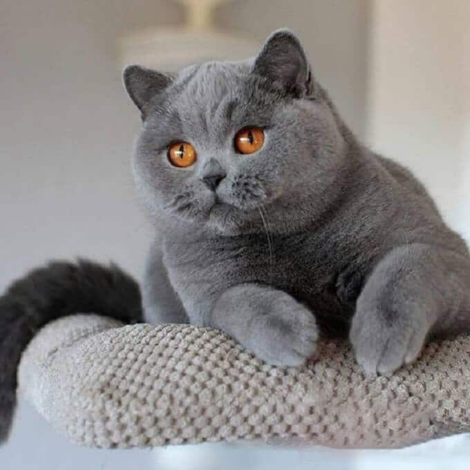 nam mo thay meo danh lo de con gi