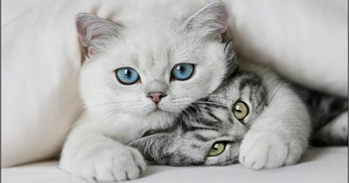 Nằm Mơ Thấy Mèo Đánh Lô Đề Con Gì