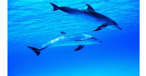 Giấc Mơ Thấy Cá Đánh Lô Đề Con Gì Trúng Lớn? Giải Mã Giấc Mơ Thấy Cá