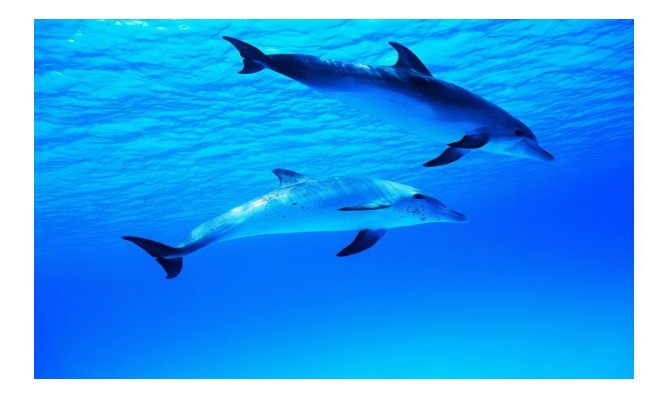 mo thay ca danh lo de con gi trung lon mo thay ca danh lo de con gi trung lon