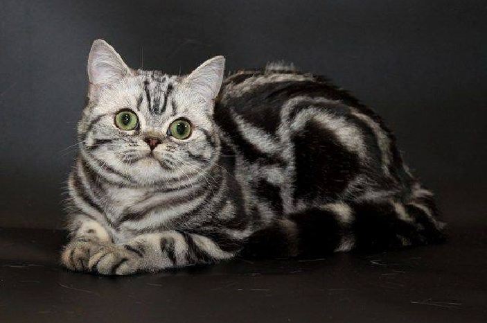 mo thay meo danh lo de con nao chac an