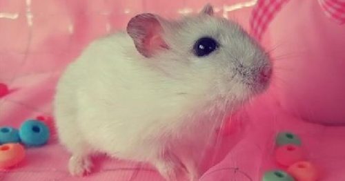 Nằm Mơ Thấy Con Chuột