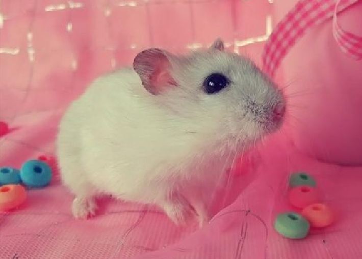 nam mo thay con chuot nam mo thay con chuot