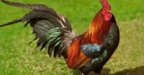 Nằm Mơ Thấy Con Gà Trống Đánh Lô Đề Con Gì Trúng Lớn, Giải Mã Giấc Mơ Thấy Gà Trống