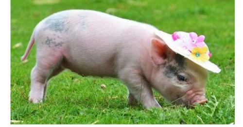 Nằm Mơ Thấy Heo,Lợn Ý Nghĩa Gì? Đánh Lô Đề Con Gì?