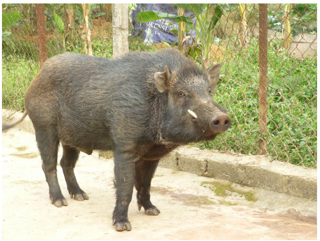 giai ma giac mo thay heo lon danh lo de con gi giai ma giac mo thay heo lon danh lo de con gi