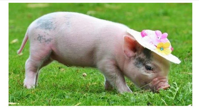 giai ma giac mo thay heo lon giai ma giac mo thay heo lon