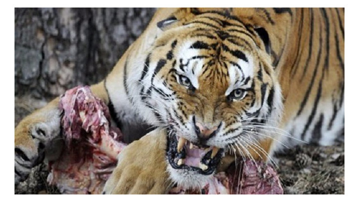 nam mo thay ho danh lo de con gi Giải mã giấc mơ thấy hổ và những cặp số lô đề đẹp đánh con gì?