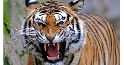 Giải mã giấc mơ thấy hổ ý nghĩa gì? Đánh lô đề con gì?