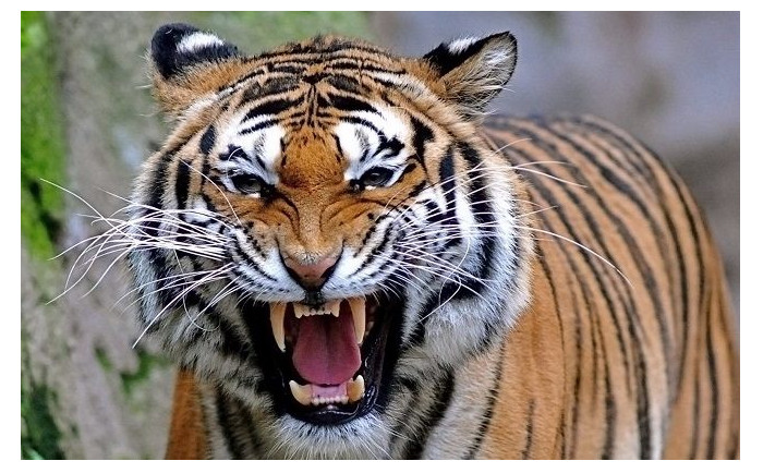 nam mo thay ho y nghi gi Nằm mơ thấy hổ ý nghĩa gì?