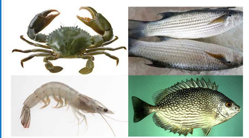 Nằm mơ thấy tôm, cua, cá ý nghĩa gì? Đánh lô đề con gì?