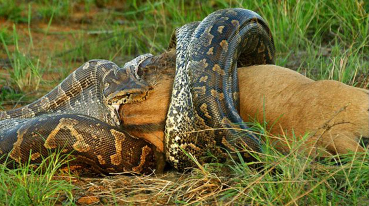 Nằm mơ thấy trăn đánh con gì?