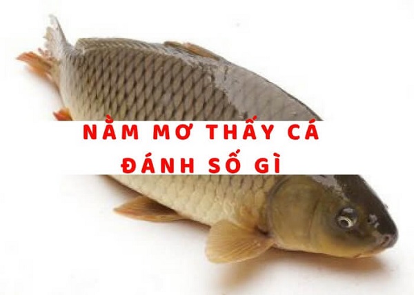 Nằm mơ thấy cá đánh số gì