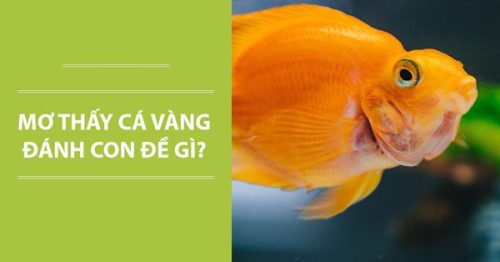 Nằm mơ thấy cá đánh con gì? Giải mã giấc mơ thấy cá cùng AE888