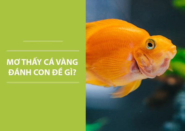 Nằm mơ thấy cá vàng bạn đánh con 20 hoặc 29