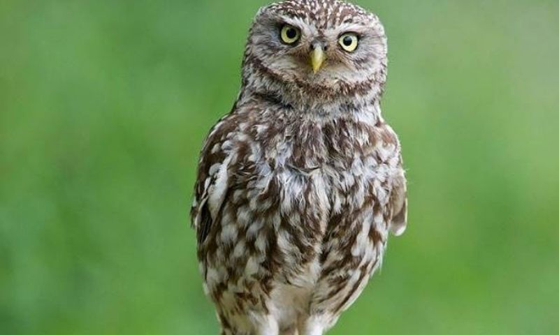 Chim bay vào nhà đánh con gì? Đây là điềm tốt hay xấu 2