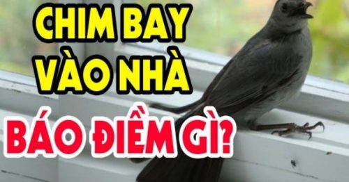 Chim bay vào nhà đánh con gì? Đây là điềm tốt hay xấu