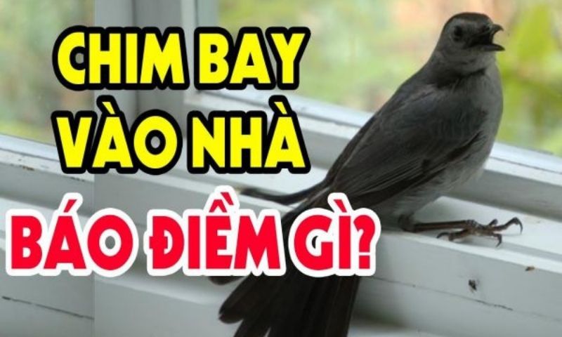Chim bay vào nhà đánh con gì? Đây là điềm tốt hay xấu 1