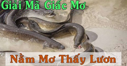 Mơ thấy lươn đánh con gì đẹp, dễ trúng nhất hôm nay?