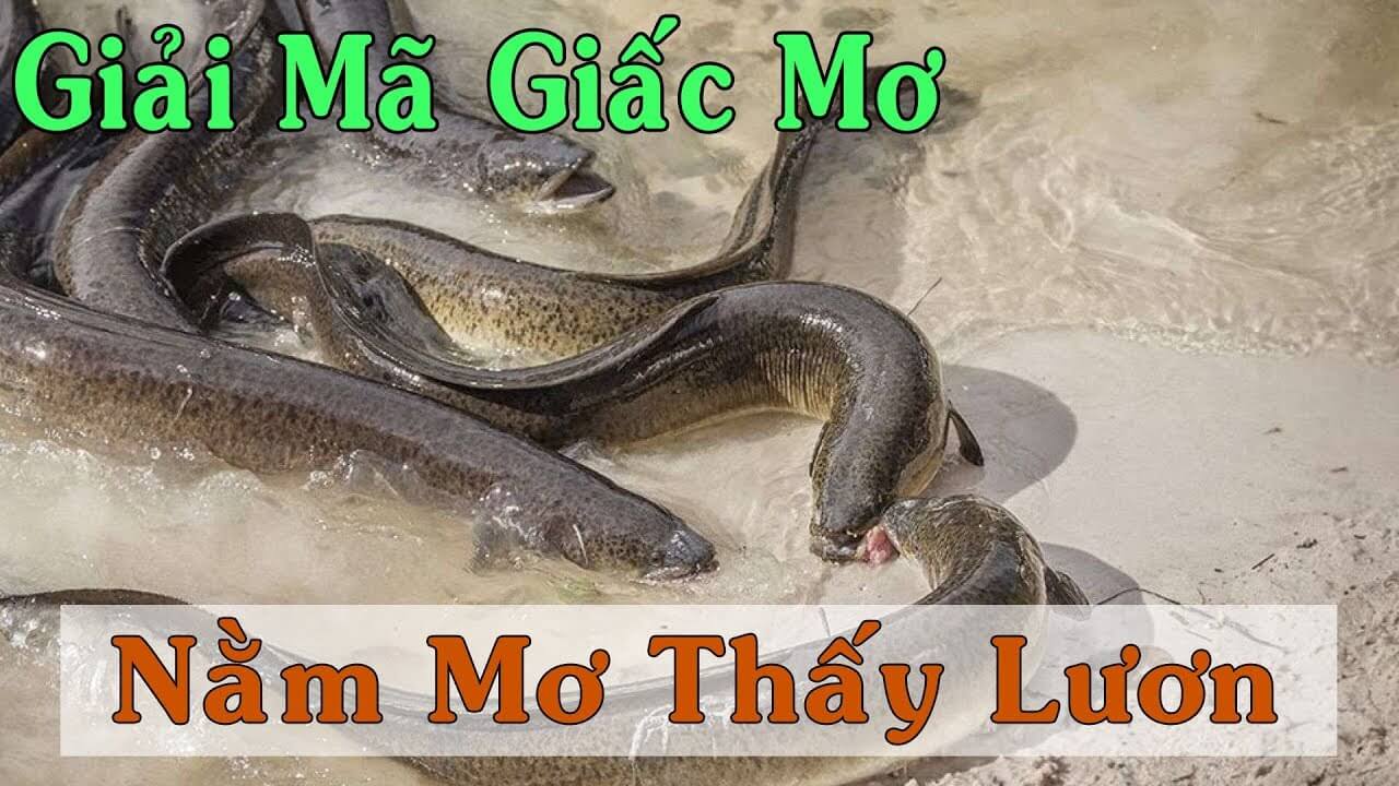 Giấc mơ thấy lươn có gì khác biệt