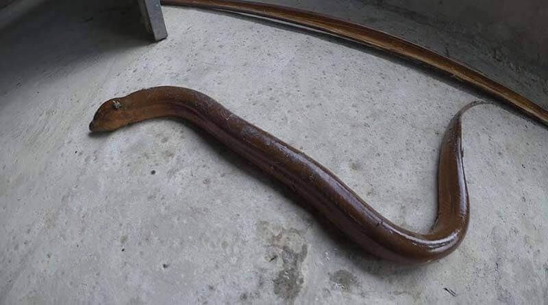 Mơ thấy lươn đánh con gì