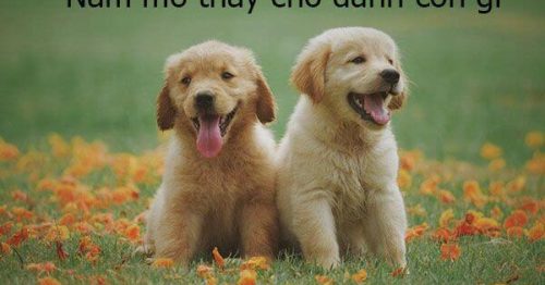 Giải mã giấc mơ thấy con chó – Mơ thấy chó thì nên đánh số gì?