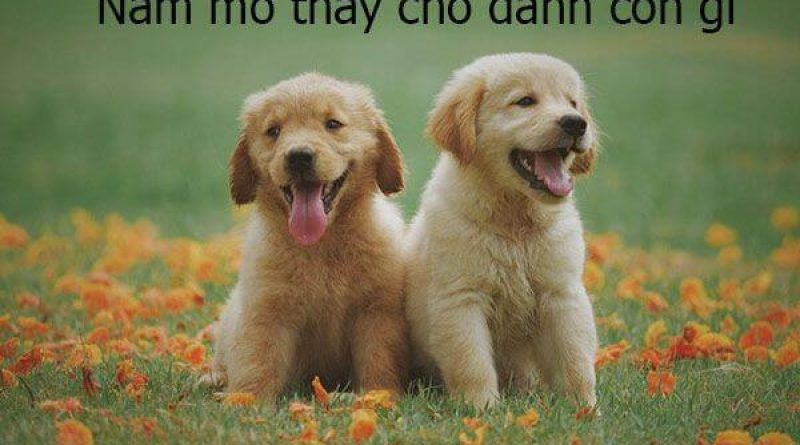 Giải mã giấc mơ thấy con chó – Mơ thấy chó thì nên đánh số gì?