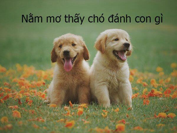 Giải mã giấc mơ thấy con chó - Mơ thấy chó thì nên đánh số gì? 1