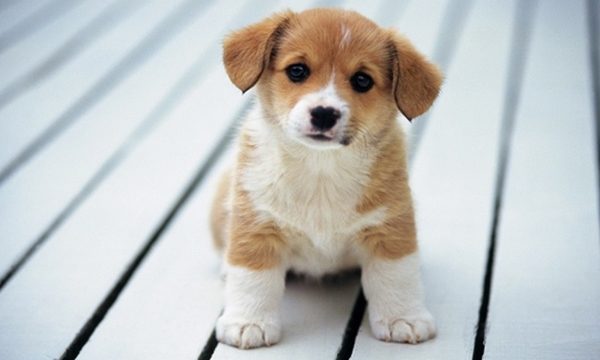 Giải mã giấc mơ khi mơ thấy chó