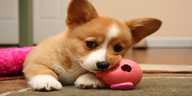 Giải mã mơ thấy chó