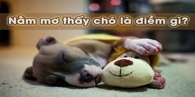 Tất tần tật về giấc mơ thấy chó và giải mã chi tiết