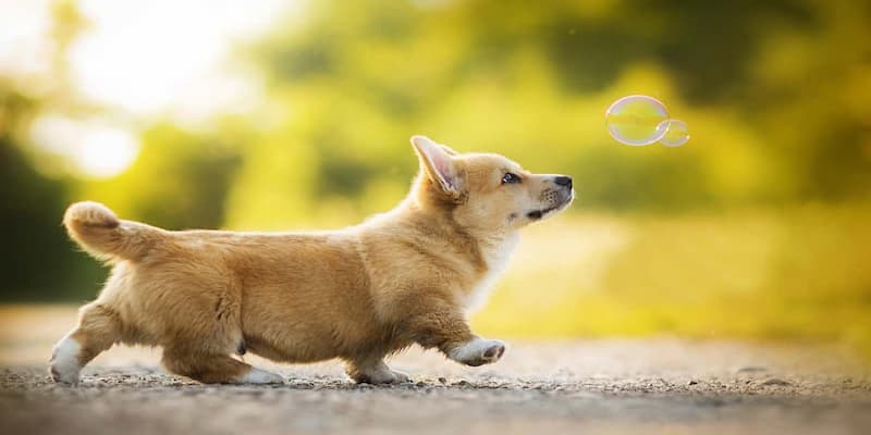 Mơ thấy con chó thì nên đánh số mấy?