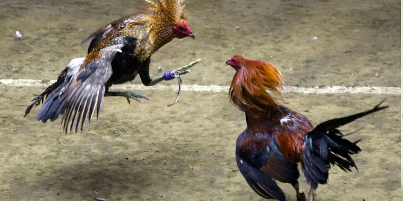 Kinh nghiệm chơi kèo đá gà GO88 bách chiến bất bại
