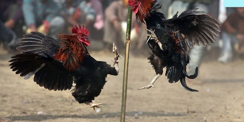 Hướng dẫn tham gia kèo đá gà GO88 trực tuyến